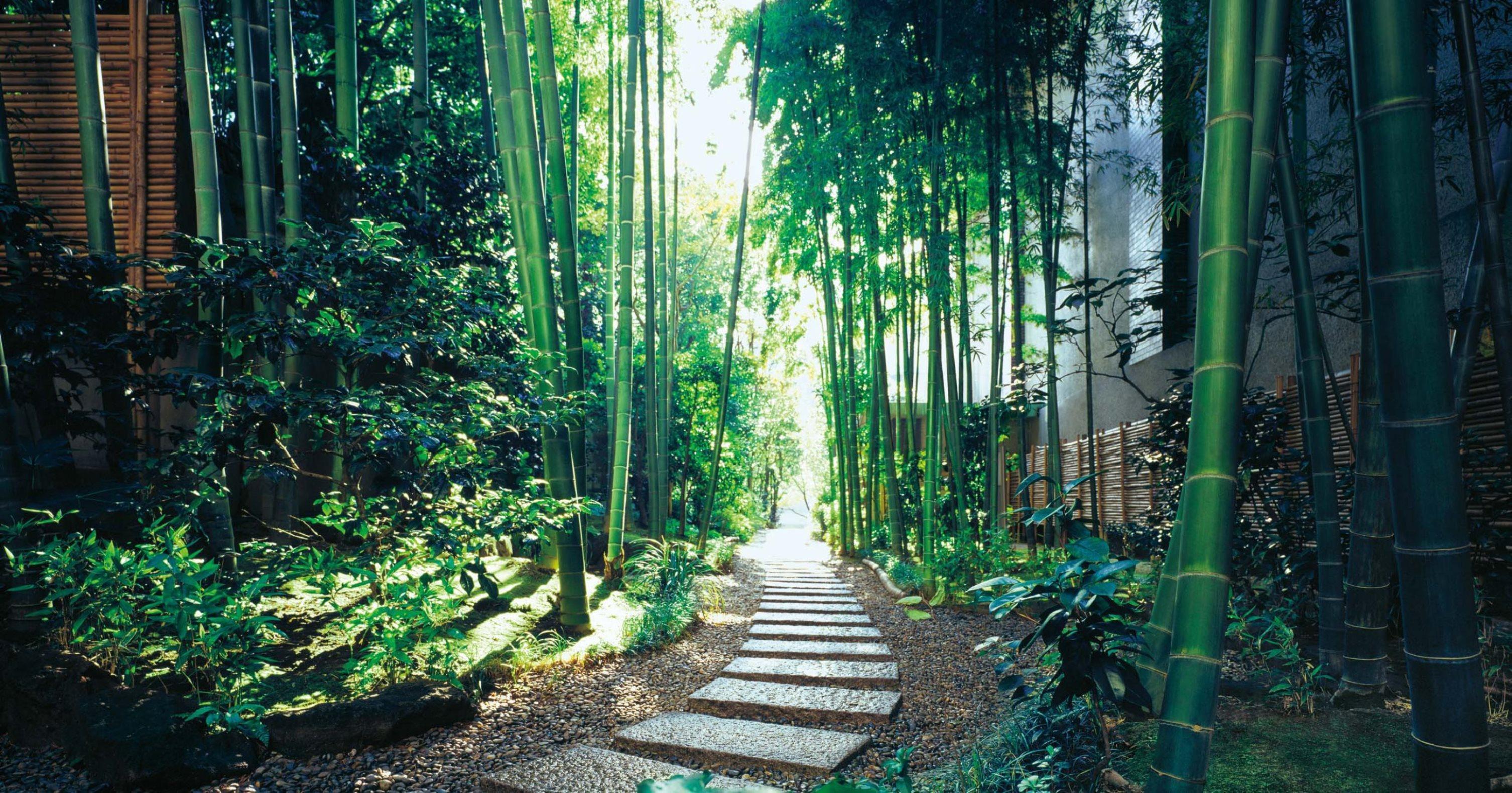 The Okura Tokyo Hotel Exterior foto Bamboo forest in Arashiyama, Kyoto, Japan